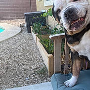 Duncan joined the competition — help win amazing prizes! dog, bulldog, pet, animal, face, portrait, smiling, teeth, wrinkles, black_white, brown, outdoor, garden, plants, flower_bed, gravel, pool, chair, patio, funny