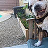 dog, bulldog, pet, animal, face, portrait, smiling, teeth, wrinkles, black_white, brown, outdoor, garden, plants, flower_bed, gravel, pool, chair, patio, funny
