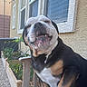 Duncan is registered to the contest to win money with this photo: dog, bulldog, pet, animal, portrait, close_up, smiling, funny, teeth, black_white, brown, outdoor, backyard, house, stucco, window, flower_pot, plants, string_lights, seated