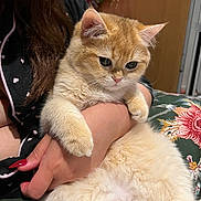 Noor joined the competition — help win amazing prizes! animal, calm, cat, close_up, cream_color, cute, domestic, feline, floral_pattern, fluffy, hand, holding, indoor, long_hair, person, pet, red_nails, relaxed, sitting, soft_fur