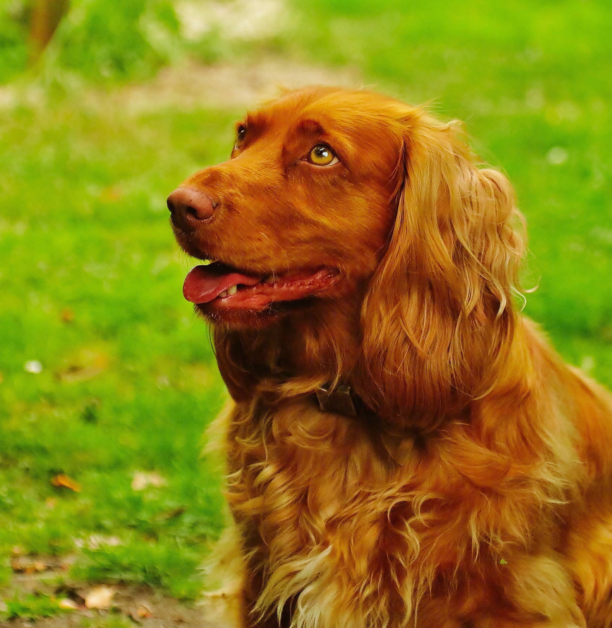 Luna joined the competition — help win amazing prizes! biting, canidae, carnivore, companion_dog, dog, dog_breed, fawn, fur, grass, gun_dog, hunting_dog, liver, snout, sporting_group, terrestrial_animal, wildlife, working_animal, working_dog