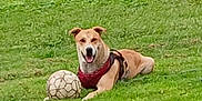 Drifter joined the competition — help win amazing prizes! active, animal, canine, dog, field, friendly, fun, grass, greenery, harness, leisure, lying_down, nature, outdoor, pet, playful, smiling, soccer_ball, sport, summer