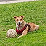 active, animal, canine, dog, field, friendly, fun, grass, greenery, harness, leisure, lying_down, nature, outdoor, pet, playful, smiling, soccer_ball, sport, summer