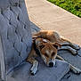 Drifter is registered to the contest to win money with this photo: brown_dog, calm, canine, chair_backrest, collar, comfort, cushion, daylight, dog, fur, grass, nature, outdoor, pavement, pet, quiet, relaxed, resting, sidewalk, sunlight