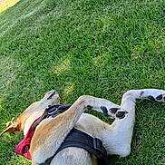 Drifter is registered to the contest to win money with this photo: animal, bandana, canine, daytime, dog, fur, grass, greenery, harness, lying_down, mammal, nature, outdoor, park, paw, pet, playful, relaxation, summer, sunlight