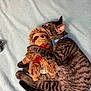 animal, blanket, blue_collar, cat, comfort, cozy, cuddle, cute, domestic_cat, fur, hugging, indoor, pet, resting, sleeping, sloth_toy, soft_toy, striped, stuffed_animal, tabby_cat
