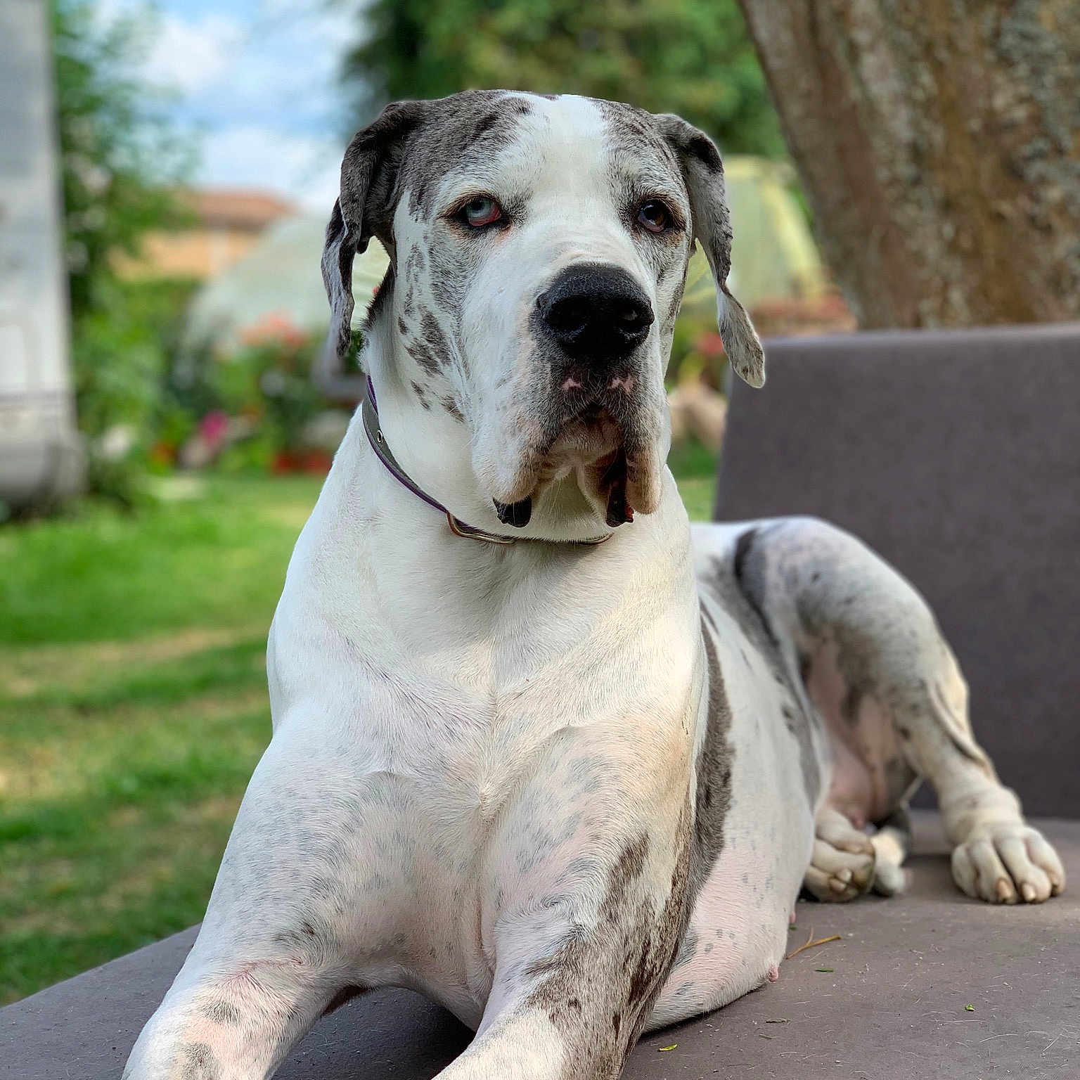 Maya