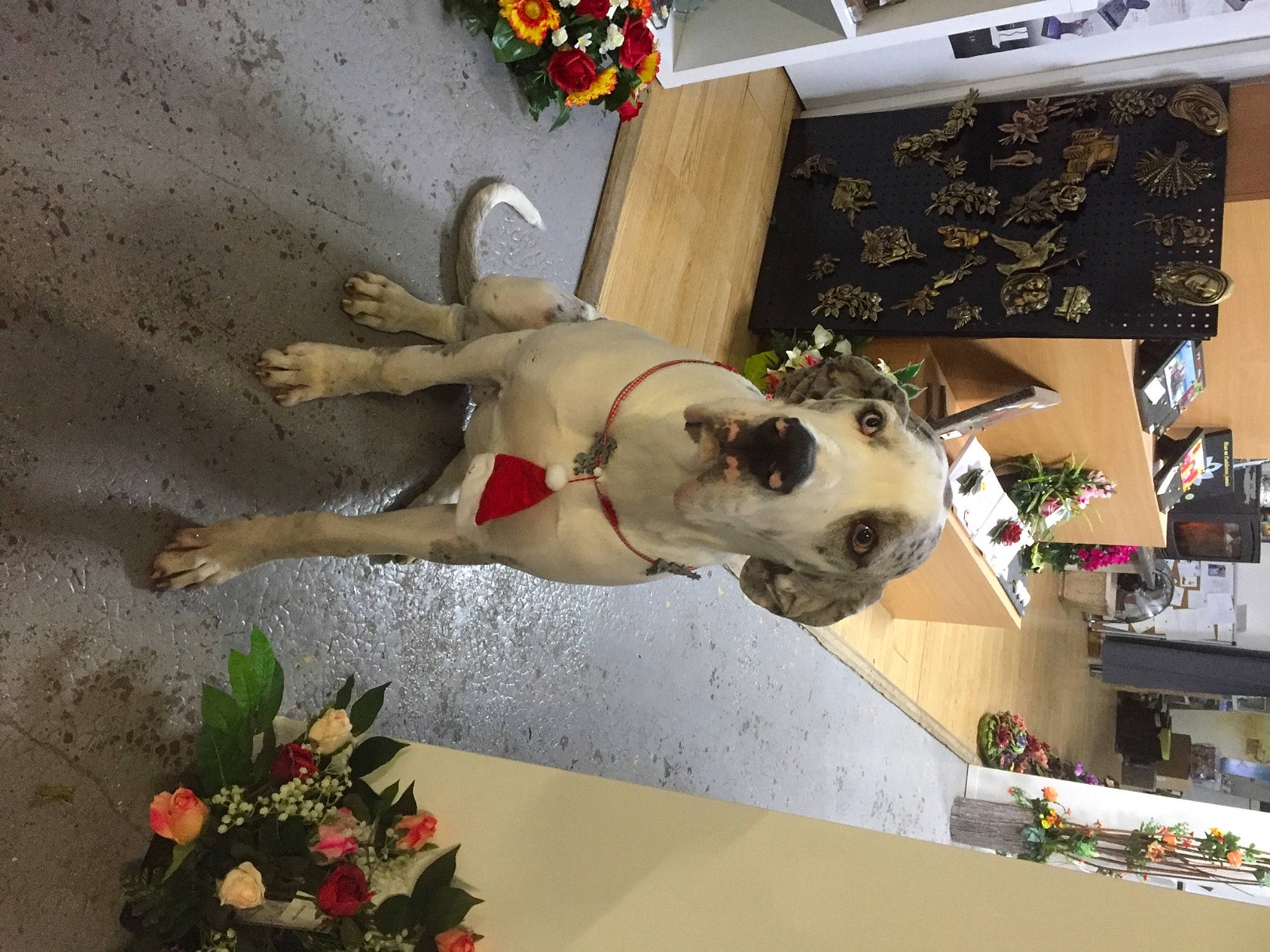 Maya participe au concours pour gagner de l'argent avec cette photo : art, building, carmine, carnivore, collar, companion_dog, dog, dog_breed, facade, fawn, flower, house, plant, room, sporting_group, wall, white, window, working_animal, world