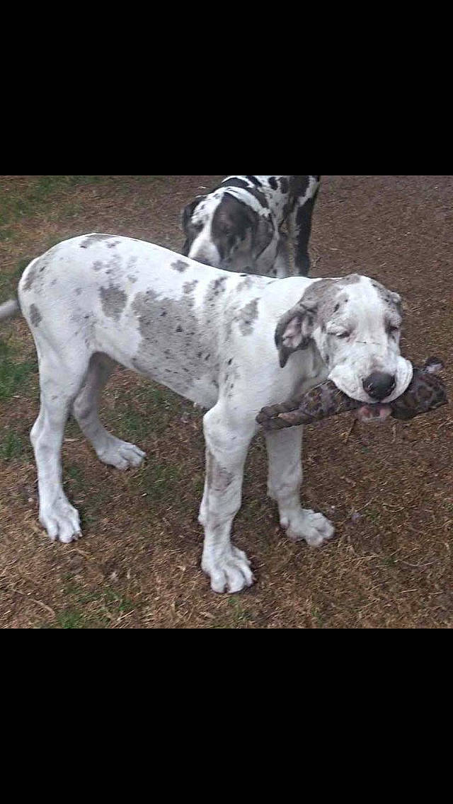 Maya a rejoint le concours — aidez-le/la à gagner de superbes lots ! canidae, carnivore, collar, companion_dog, dog, dog_breed, dog_collar, fawn, grass, non_sporting_group, paw, pet_supply, snout, sporting_group, tail, terrestrial_animal, working_animal, working_dog
