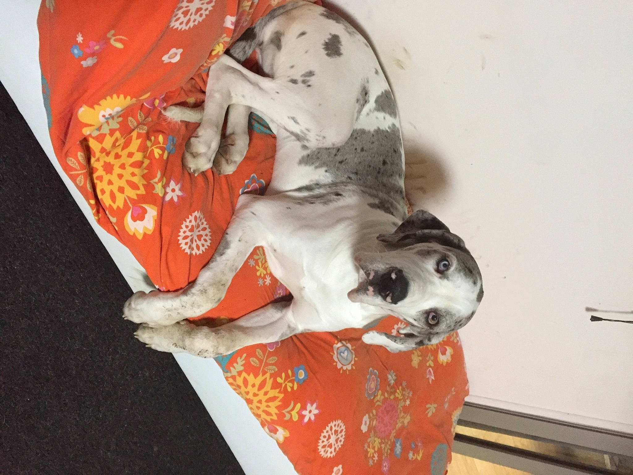 Maya a rejoint le concours — aidez-le/la à gagner de superbes lots ! canidae, carmine, carnivore, comfort, companion_dog, dalmatian, dog, dog_breed, dog_supply, fawn, flooring, guard_dog, non_sporting_group, paw, pet_supply, snout, sporting_group, terrestrial_animal, working_animal