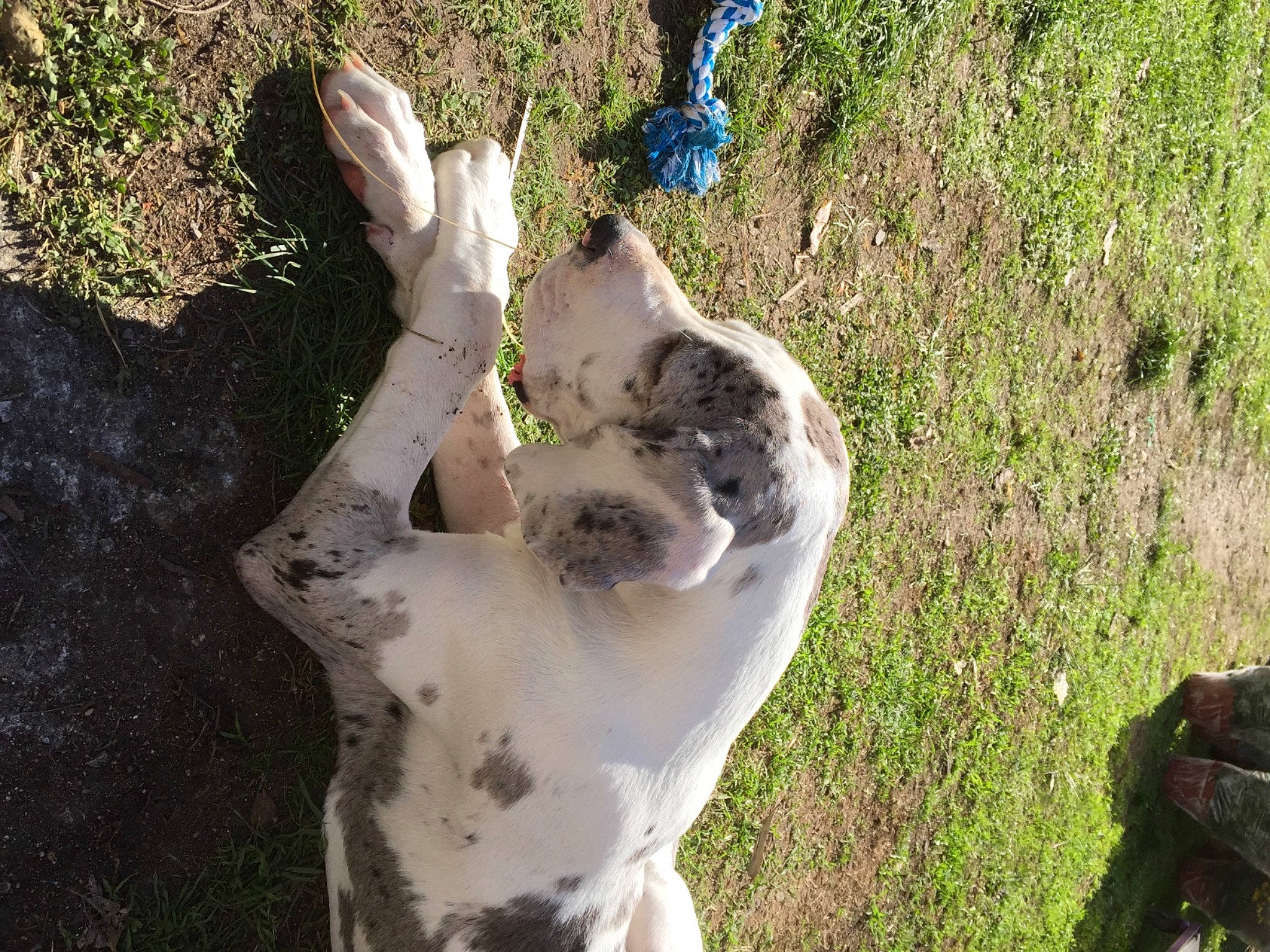 Maya participe au concours pour gagner de l'argent avec cette photo : canidae, carnivore, companion_dog, dog, dog_breed, fawn, foot, grass, human_leg, non_sporting_group, paw, plant, shadow, snout, soil, sporting_group, tail, tree, trunk, wildlife