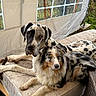 Atlas participe au concours pour gagner de l'argent avec cette photo : dog, great_dane, australian_shepherd, mattress, outdoor, tent, resting, animal, pet, fur, black_and_white, fluffy, companion, relaxing, nature, daylight, canine, two_dogs, comfort, cushion