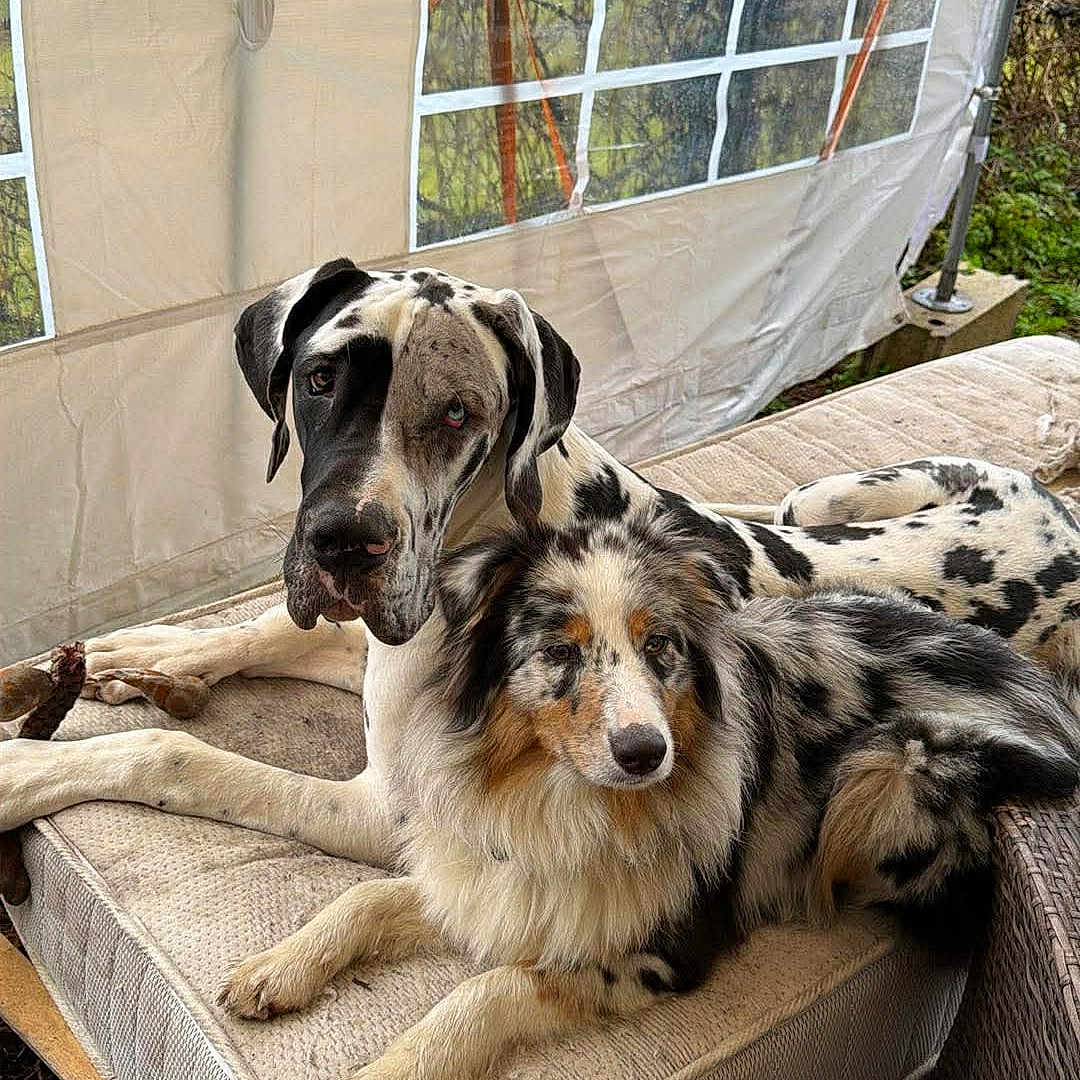 Atlas participe au concours pour gagner de l'argent avec cette photo : dog, great_dane, australian_shepherd, mattress, outdoor, tent, resting, animal, pet, fur, black_and_white, fluffy, companion, relaxing, nature, daylight, canine, two_dogs, comfort, cushion