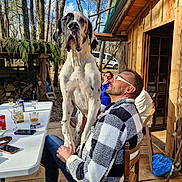 Atlas a rejoint le concours — aidez-le/la à gagner de superbes lots ! dog, great_dane, man, outdoor, wooden_cabin, chair, table, person, glasses, plaid_jacket, forest, trees, sunny, wood_floor, beverage, glass, mobile_phone, relaxation, companionship, nature