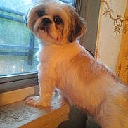 Muneca is registered to the contest to win money with this photo: animal, brown_spots, companion, curious, curtains, cute, dog, domestic, fluffy, furniture, home, indoor, looking_outside, pet, portrait, side_view, standing, white_fur, window, windowsill