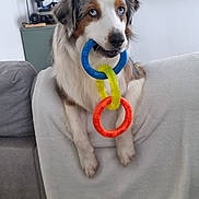 Tsuki Opie a rejoint le concours — aidez-le/la à gagner de superbes lots ! dog, australian_shepherd, blue_eyes, toy, plastic_rings, couch, blanket, living_room, television, musical_instruments, poster, wall, furniture, pet, indoor, playful, sitting, animal, household, cute