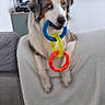 dog, australian_shepherd, blue_eyes, toy, plastic_rings, couch, blanket, living_room, television, musical_instruments, poster, wall, furniture, pet, indoor, playful, sitting, animal, household, cute