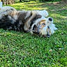 Tsuki Opie participe au concours pour gagner de l'argent avec cette photo : dog, grass, outdoor, blue_eyes, fur, pet, playful, relaxed, nature, daylight, animal, canine, lying_down, greenery, sunlight, backyard, summer, cute, fluffy, resting