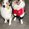 dog, australian_shepherd, pet, indoor, fur, blue_eyes, jacket, red_jacket, happy, posing, floor, companion, animal, cute, fluffy, two_dogs, canine, domestic_animal, looking_at_camera, sitting
