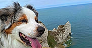 Tsuki Opie a rejoint le concours — aidez-le/la à gagner de superbes lots ! dog, australian_shepherd, tongue_out, smiling, cliff, ocean, rocks, grass, sky, cloudy, outdoor, nature, landscape, pet, animal, happy, fur, collar, coast, scenic