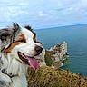 dog, australian_shepherd, tongue_out, smiling, cliff, ocean, rocks, grass, sky, cloudy, outdoor, nature, landscape, pet, animal, happy, fur, collar, coast, scenic