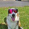 Tsuki Opie a rejoint le concours — aidez-le/la à gagner de superbes lots ! dog, grass, sunglasses, outdoor, pet, happy, tongue, reflection, shadow, sunlight, house, door, trash_bins, canine, smiling, summer, greenery, fur, animal, casual