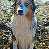 dog, wet_fur, blue_eyes, outdoor, rocky_shore, seaweed, animal, portrait, nature, water, sitting, fur, pet, canine, closeup, sunlight, focused, alert, brown, white