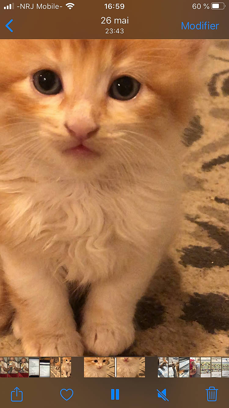 éternelle a rejoint le concours — aidez-le/la à gagner de superbes lots ! carnivore, cat, domestic_short_haired_cat, fawn, felidae, fur, paw, photo_caption, photography, small_to_medium_sized_cats, snout, tail, terrestrial_animal, whiskers