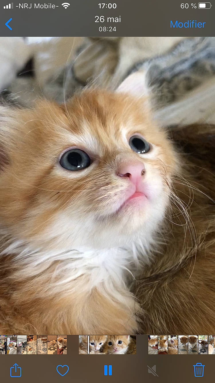 éternelle participe au concours pour gagner de l'argent avec cette photo : carnivore, cat, companion_dog, domestic_short_haired_cat, fawn, felidae, fur, liver, paw, peach, pet_supply, photo_caption, small_to_medium_sized_cats, snout, terrestrial_animal, whiskers, wood