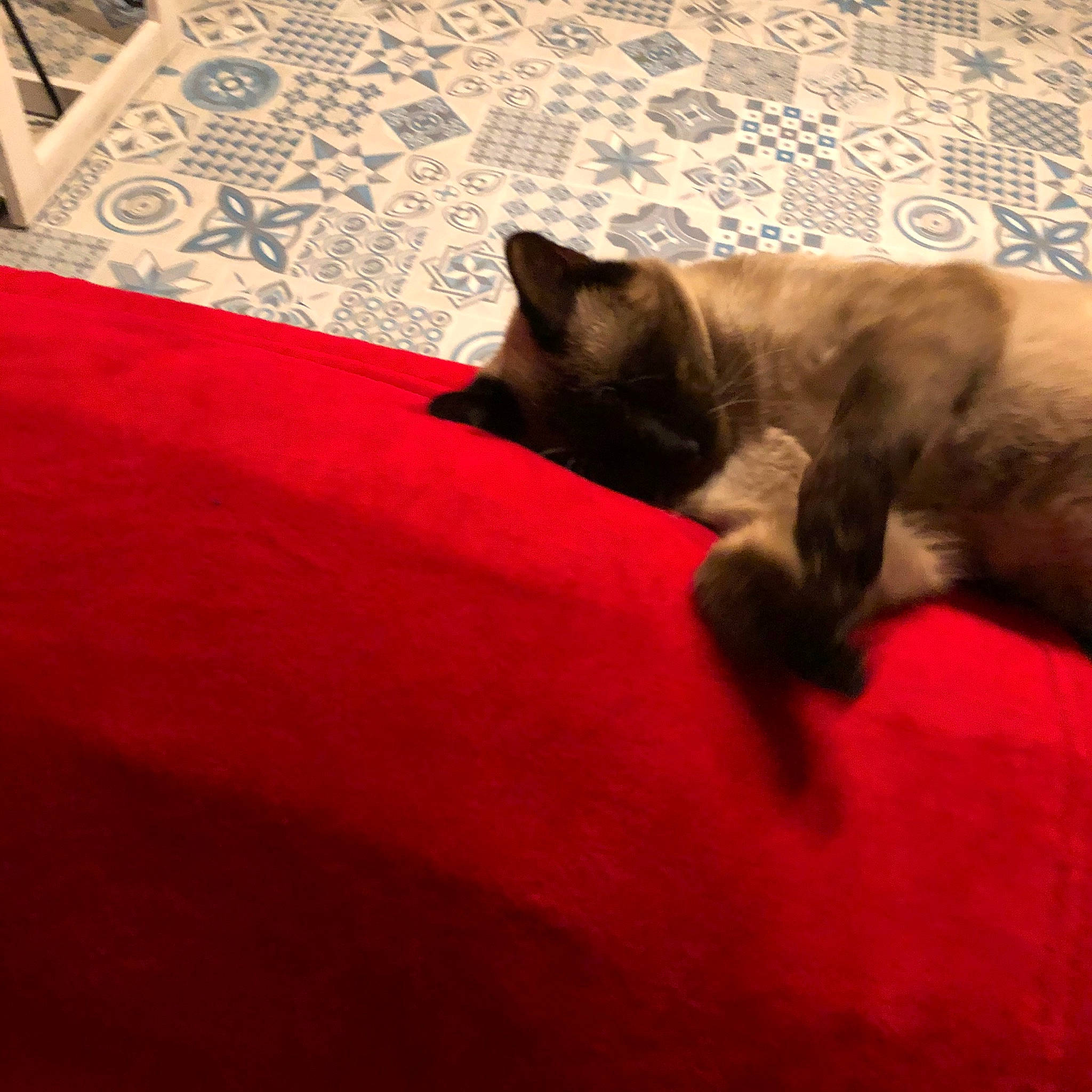 Tsymba participe au concours pour gagner de l'argent avec cette photo : bed_sheet, bedding, carnivore, cat, cloud, comfort, companion_dog, dog_breed, fawn, felidae, flooring, linens, magenta, siamese, sky, small_to_medium_sized_cats, snout, tail, tints_and_shades, whiskers