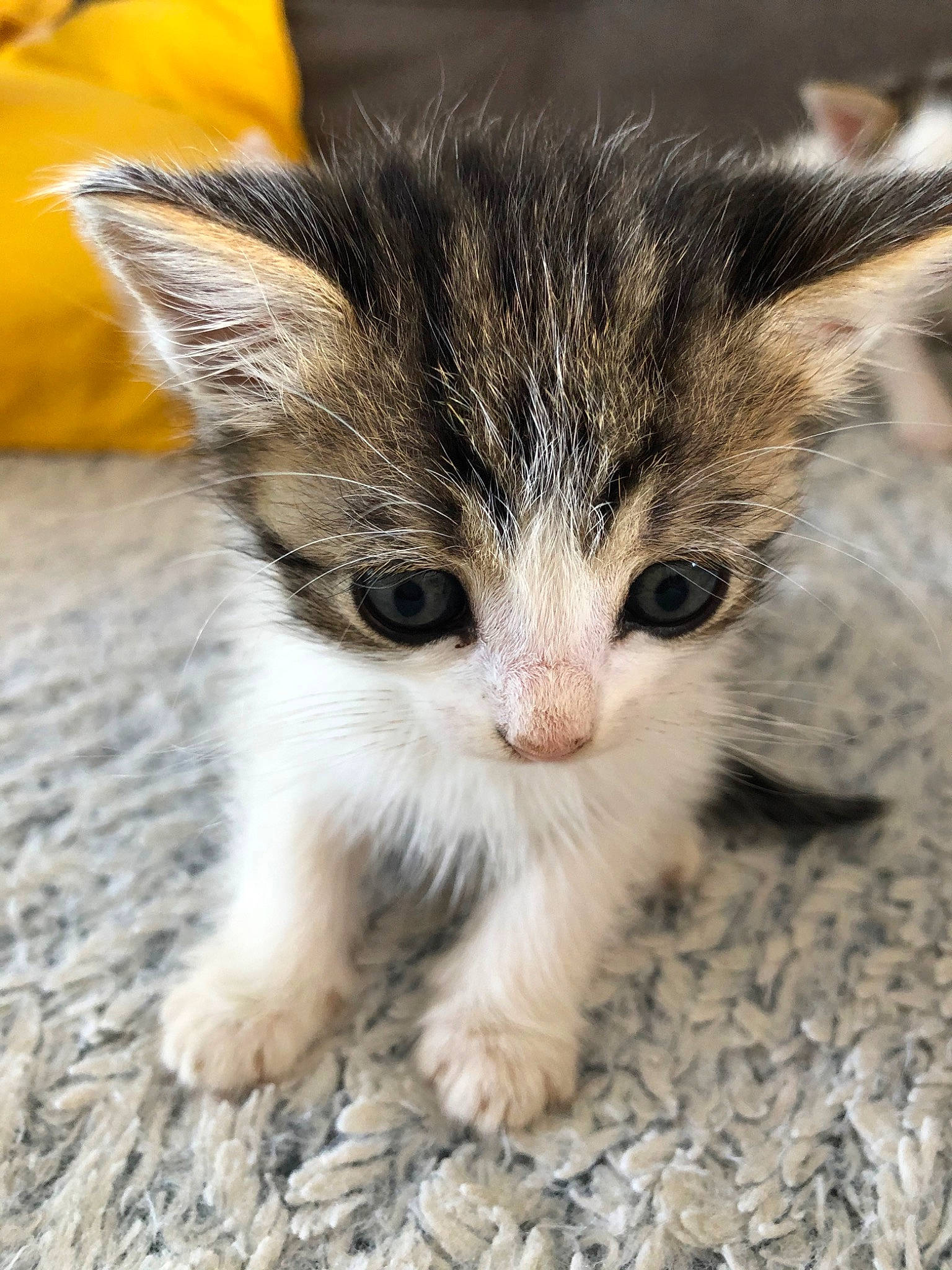 Nalla participe au concours pour gagner de l'argent avec cette photo : carnivore, cat, claw, domestic_short_haired_cat, fawn, felidae, foot, fur, iris, paw, photo_caption, small_to_medium_sized_cats, snout, tail, terrestrial_animal, whiskers, wildlife