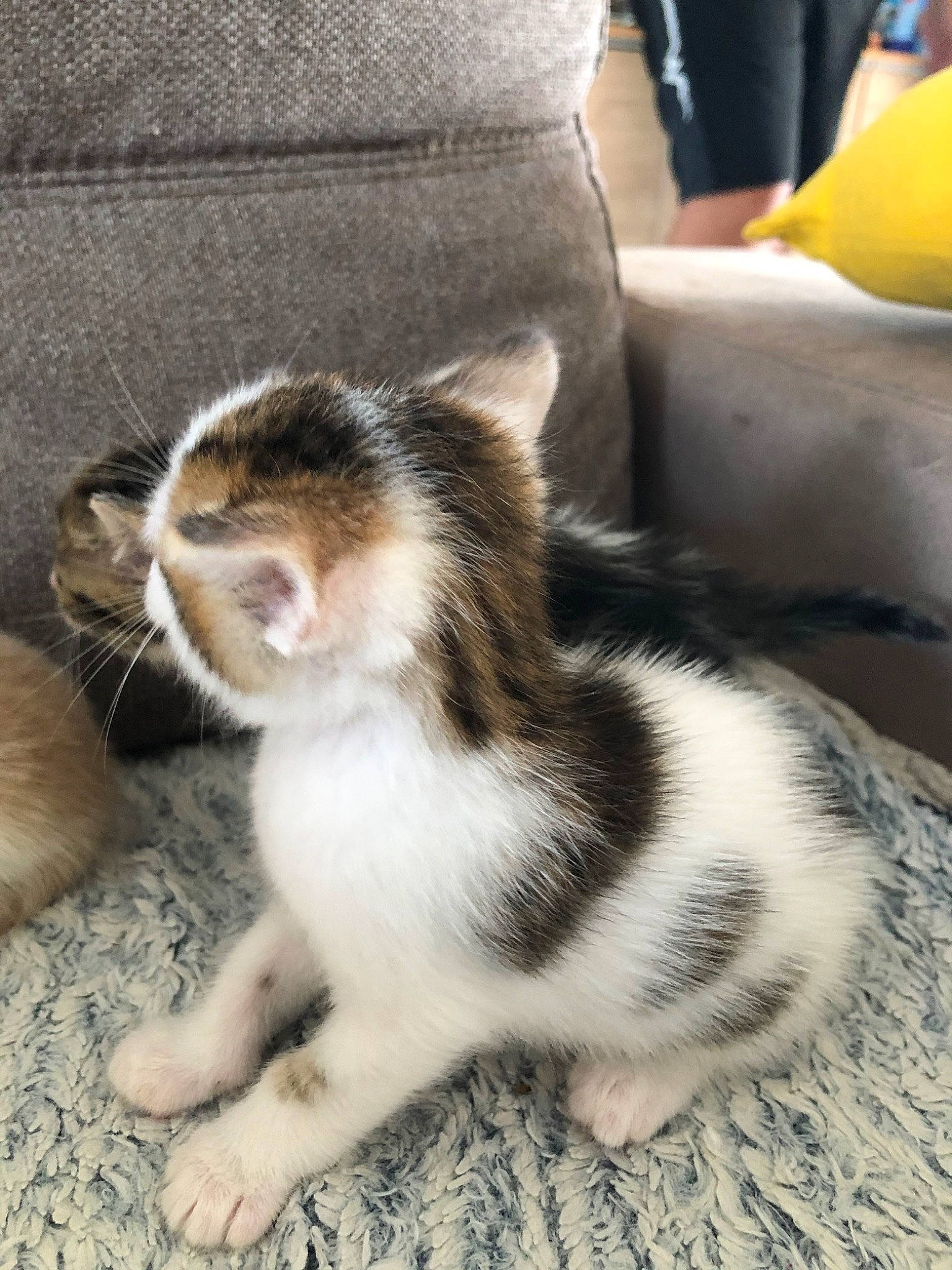Nalla participe au concours pour gagner de l'argent avec cette photo : domestic_short_haired_cat, felidae, foot, fur, human_leg, paw, sitting, small_to_medium_sized_cats, tail, terrestrial_animal, whiskers, wood