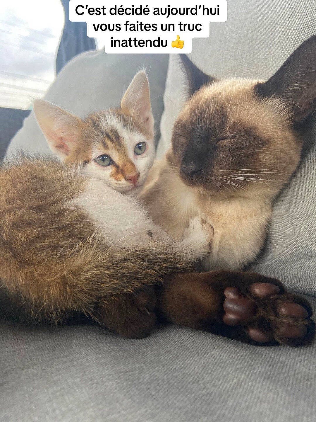 Timal a rejoint le concours — aidez-le/la à gagner de superbes lots ! balinese, carnivore, cat, comfort, domestic_short_haired_cat, fawn, felidae, font, fur, gesture, happy, internet_meme, paw, photo_caption, siamese, small_to_medium_sized_cats, snout, tail, thai, whiskers