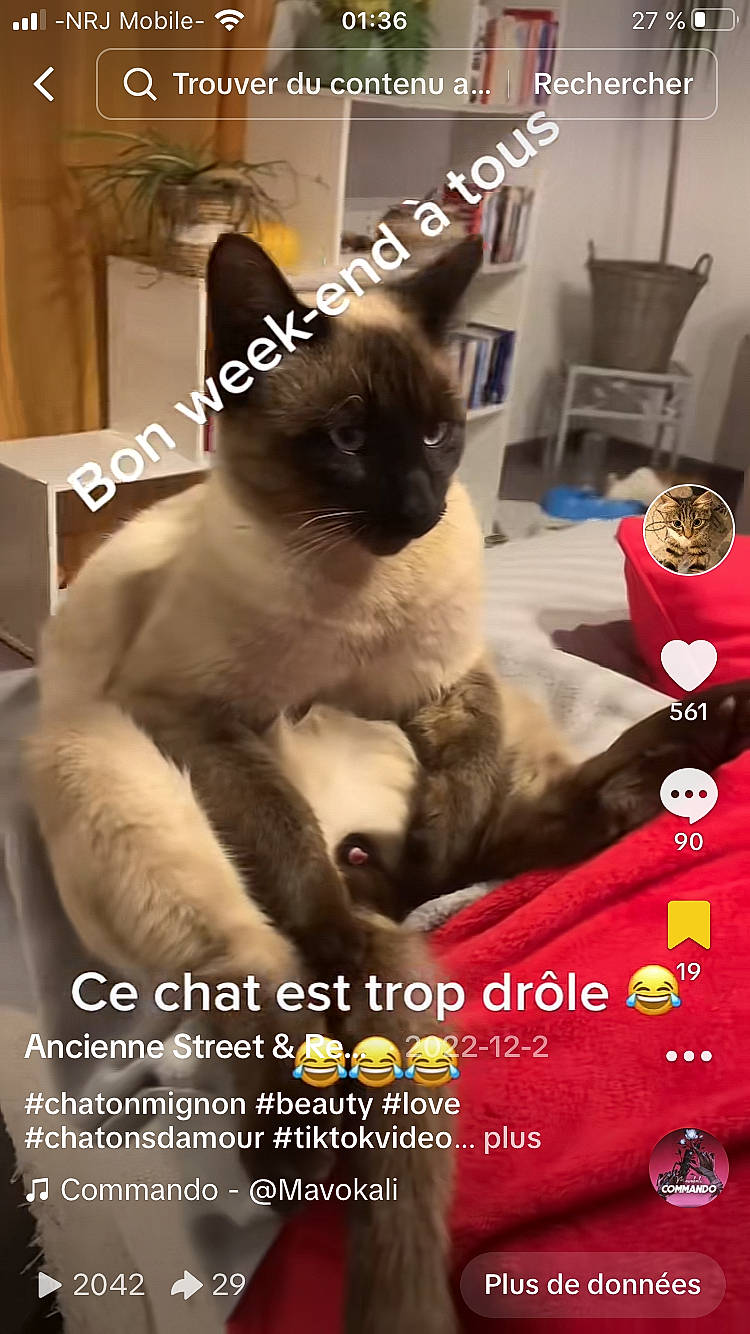 Timal a rejoint le concours — aidez-le/la à gagner de superbes lots ! advertising, birman, carnivore, cat, cat_supply, chair, felidae, font, fur, pet_supply, photo_caption, publication, siamese, small_to_medium_sized_cats, thai, whiskers