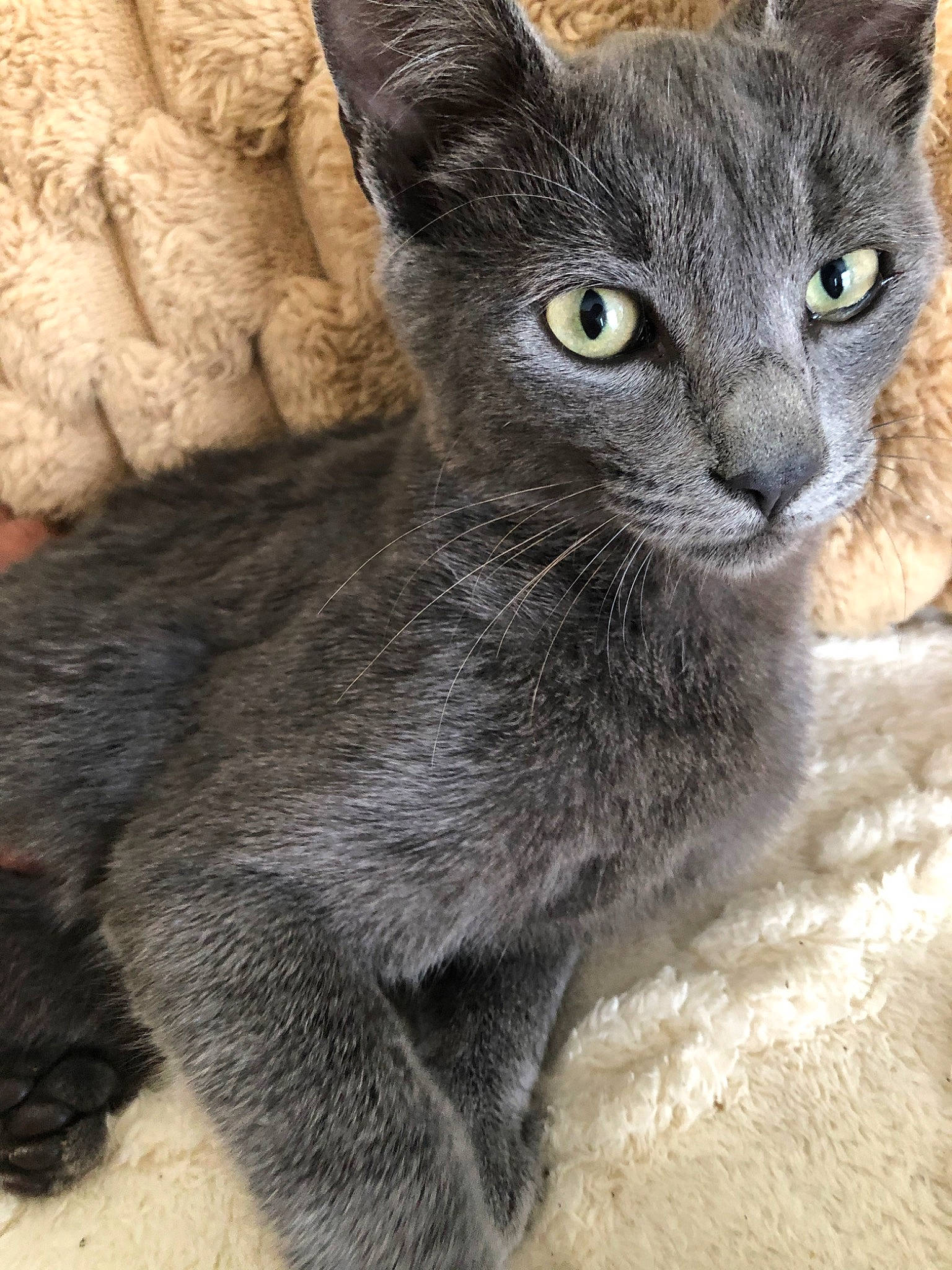 Tokyo a rejoint le concours — aidez-le/la à gagner de superbes lots ! carnivore, cat, domestic_short_haired_cat, felidae, fur, grey, russian_blue, small_to_medium_sized_cats, snout, terrestrial_animal, whiskers, window