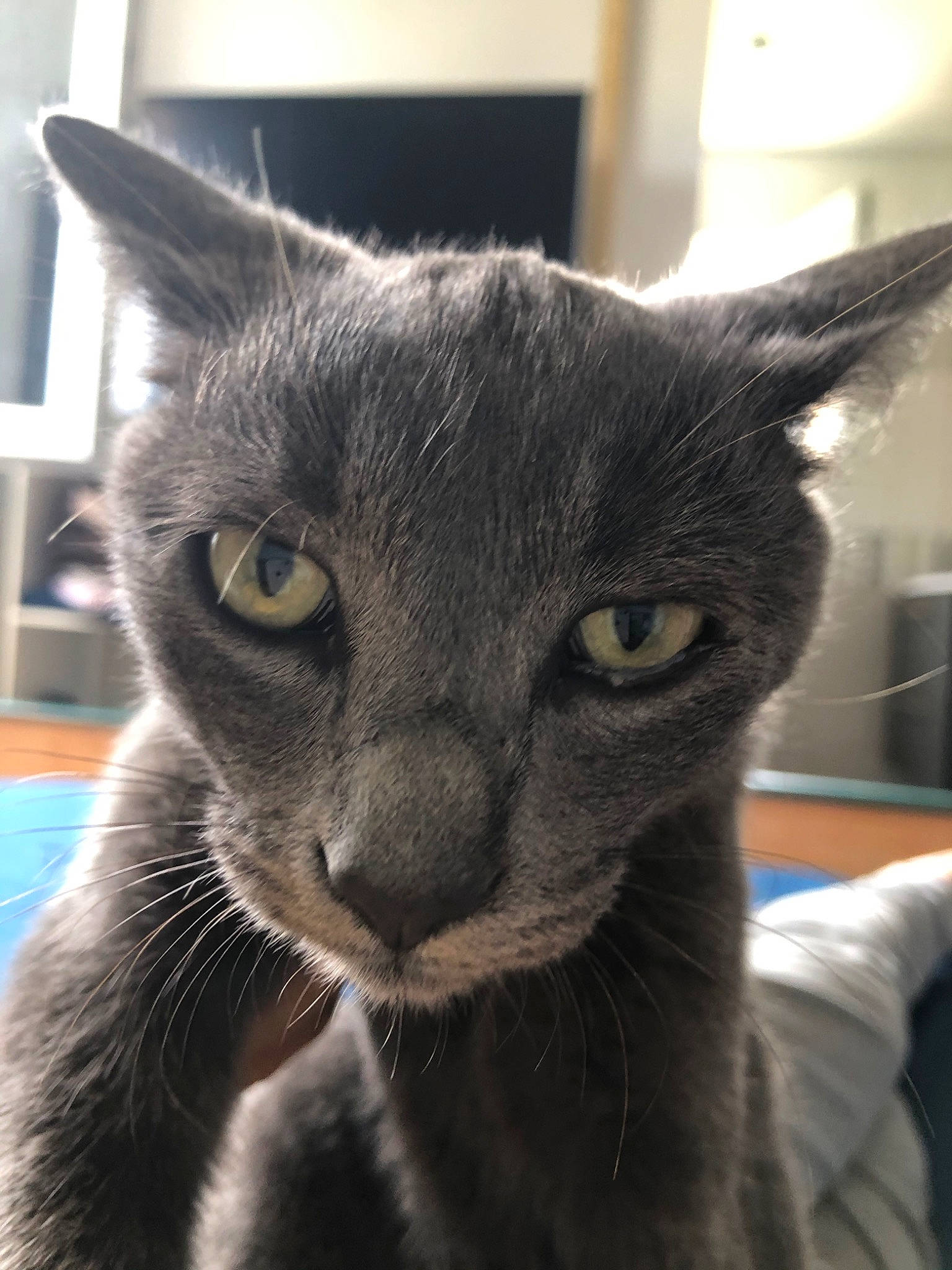 Tokyo participe au concours pour gagner de l'argent avec cette photo : carnivore, cat, domestic_short_haired_cat, ear, felidae, fur, grey, russian_blue, small_to_medium_sized_cats, snout, terrestrial_animal, whiskers