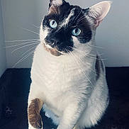 Olympe participe au concours pour gagner de l'argent avec cette photo : cat, animal, pet, blue_eyes, white_fur, black_fur, raised_paw, whiskers, sitting, indoor, curious, close_up, feline, portrait, cute, domestic_cat, furry, looking_up, soft_light, background