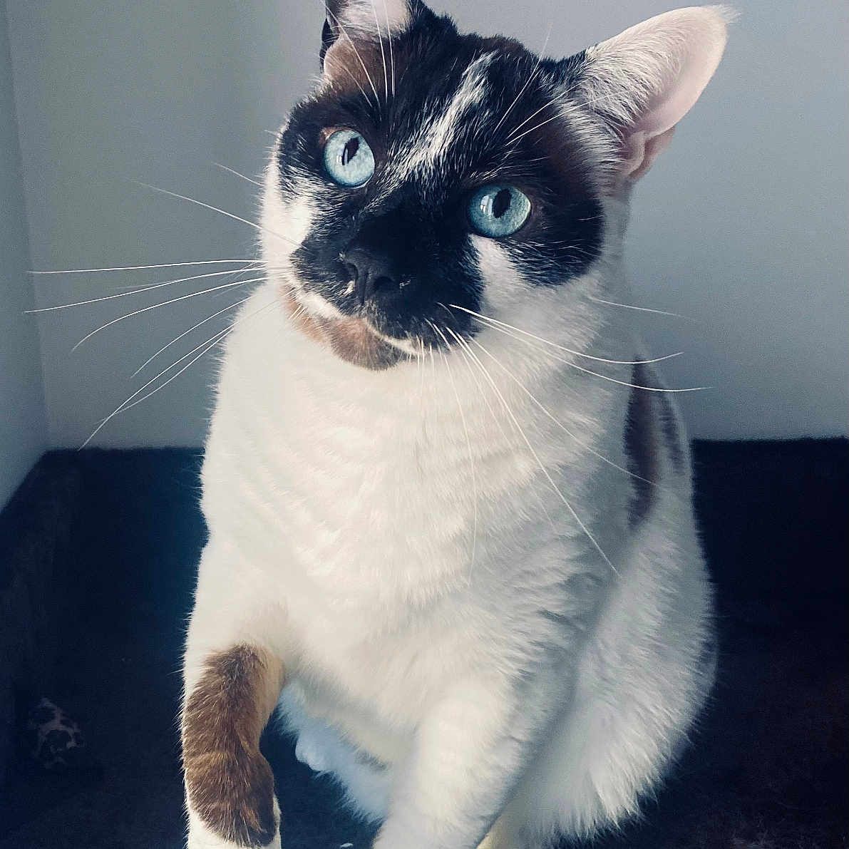 Olympe participe au concours pour gagner de l'argent avec cette photo : cat, animal, pet, blue_eyes, white_fur, black_fur, raised_paw, whiskers, sitting, indoor, curious, close_up, feline, portrait, cute, domestic_cat, furry, looking_up, soft_light, background