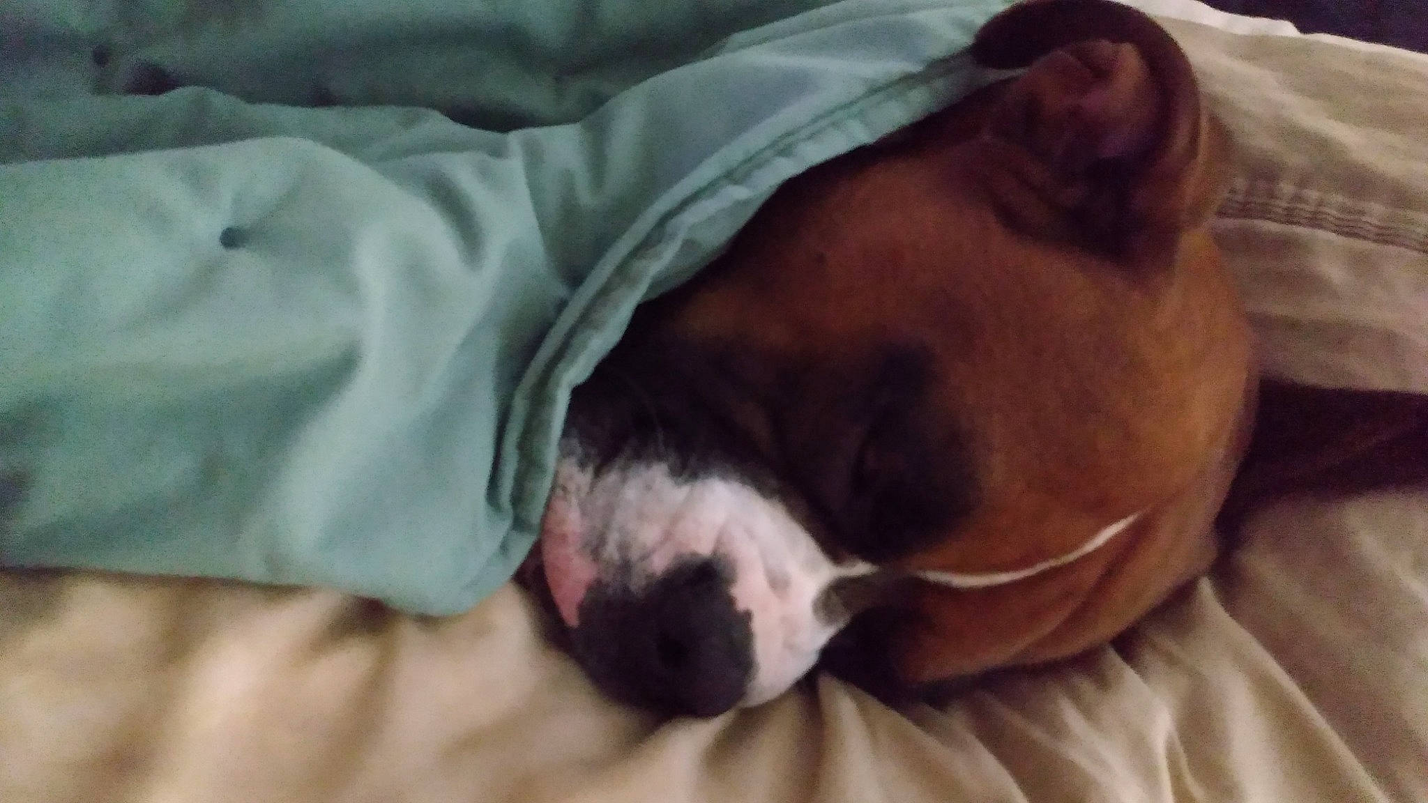 Tank joined the competition — help win amazing prizes! boxer, bulldog, canidae, carnivore, companion_dog, dog, dog_breed, fawn, molosser, nap, non_sporting_group, old_english_bulldog, sleep, snout, whiskers, working_animal, working_dog, wrinkle