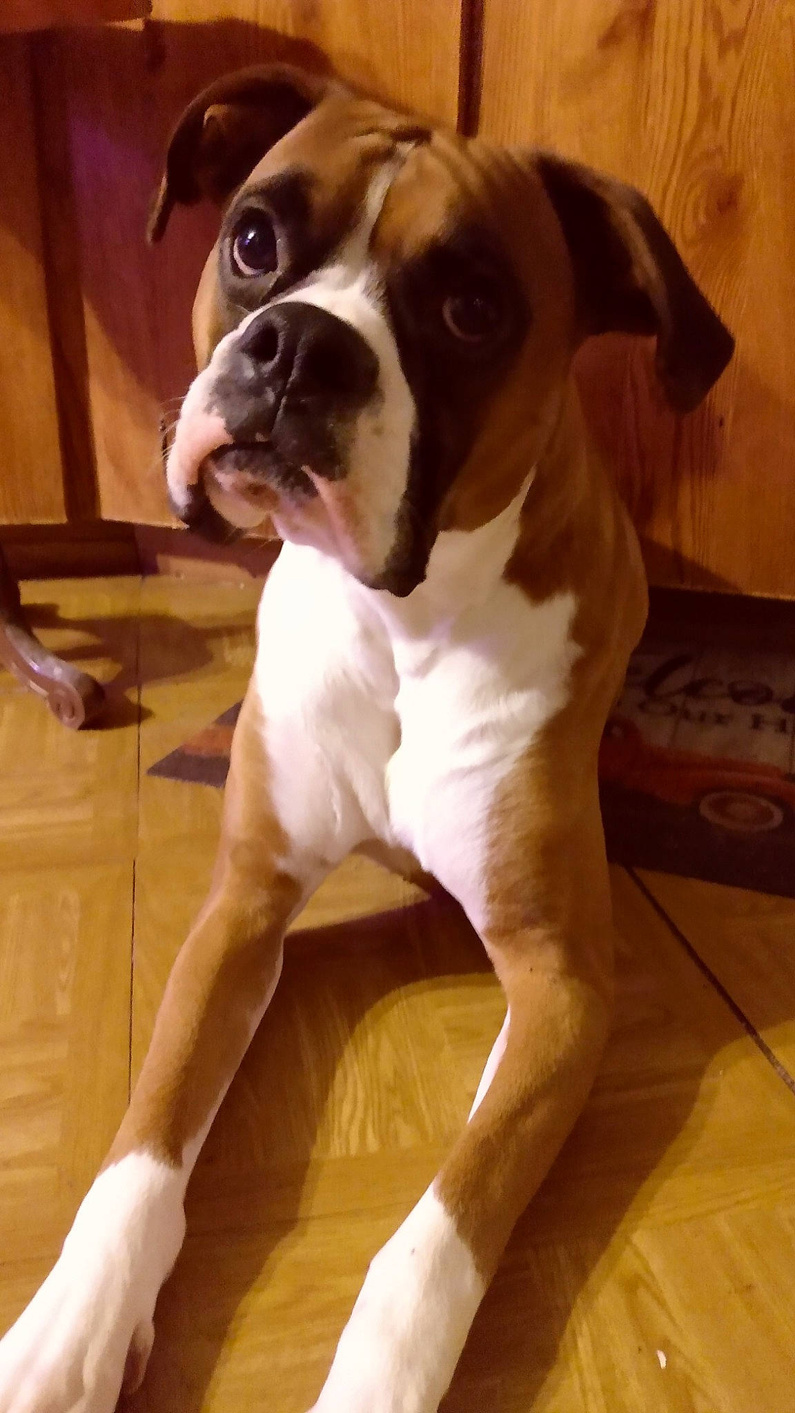 Tank joined the competition — help win amazing prizes! boxer, canidae, carnivore, companion_dog, dog, dog_breed, fawn, floor, flooring, liver, molosser, non_sporting_group, old_english_bulldog, snout, sporting_group, tail, working_animal, working_dog