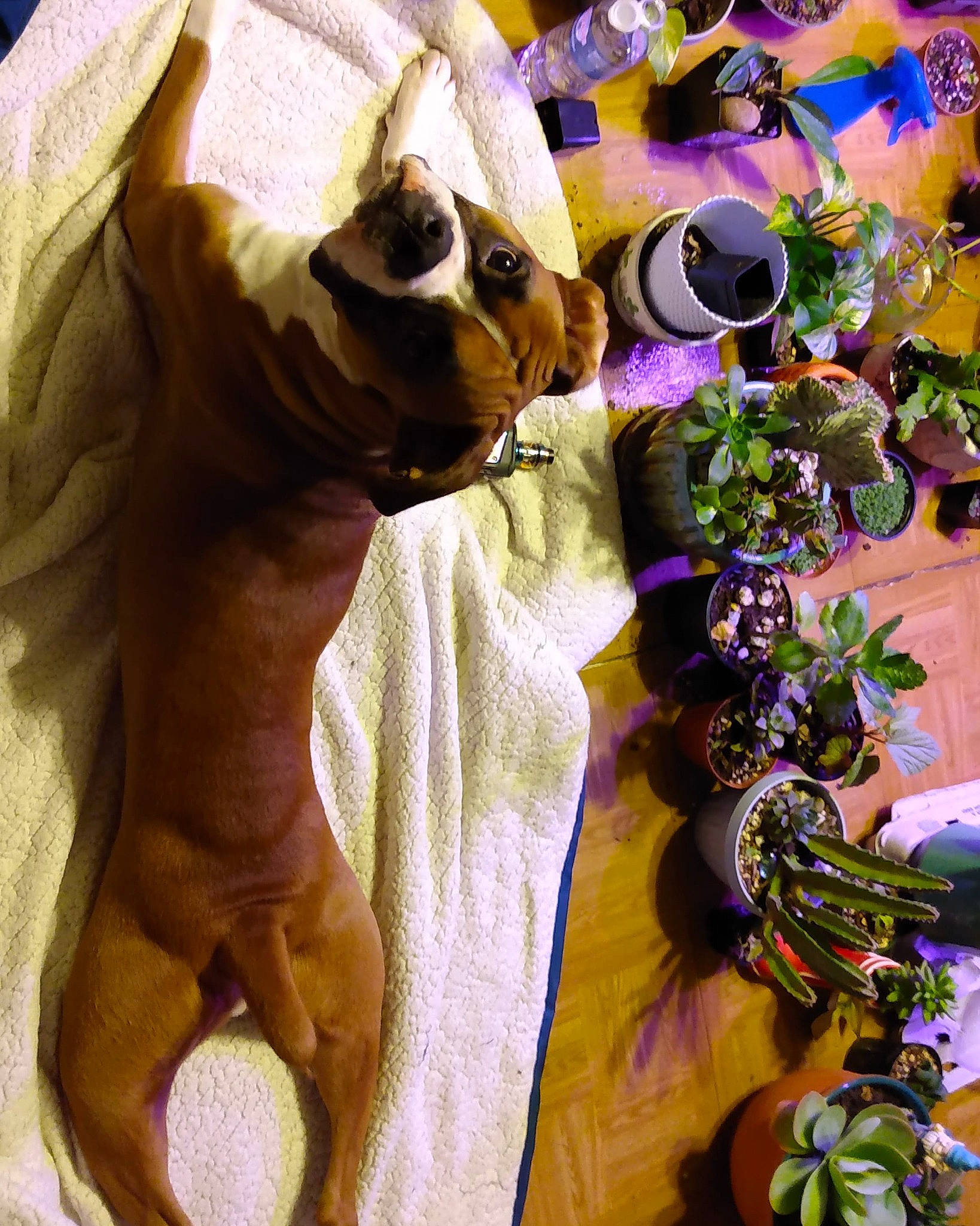 Tank joined the competition — help win amazing prizes! blanket, carnivore, cat, fawn, felidae, lavender, purple, small_to_medium_sized_cats, snout, violet, whiskers