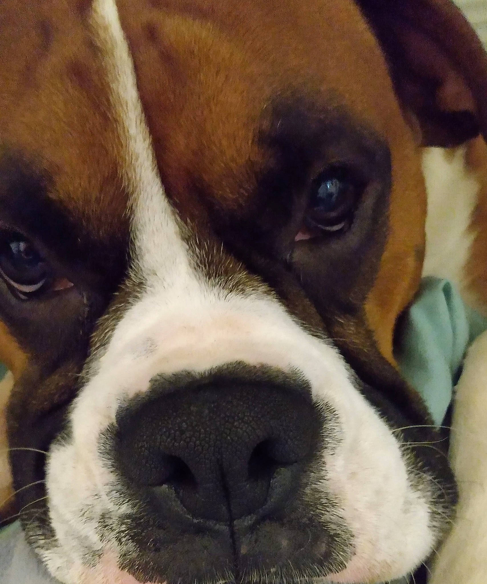 Tank joined the competition — help win amazing prizes! boxer, canidae, carnivore, companion_dog, dog, dog_breed, fawn, liver, snout, sporting_group, vertebrate, whiskers, working_animal, working_dog