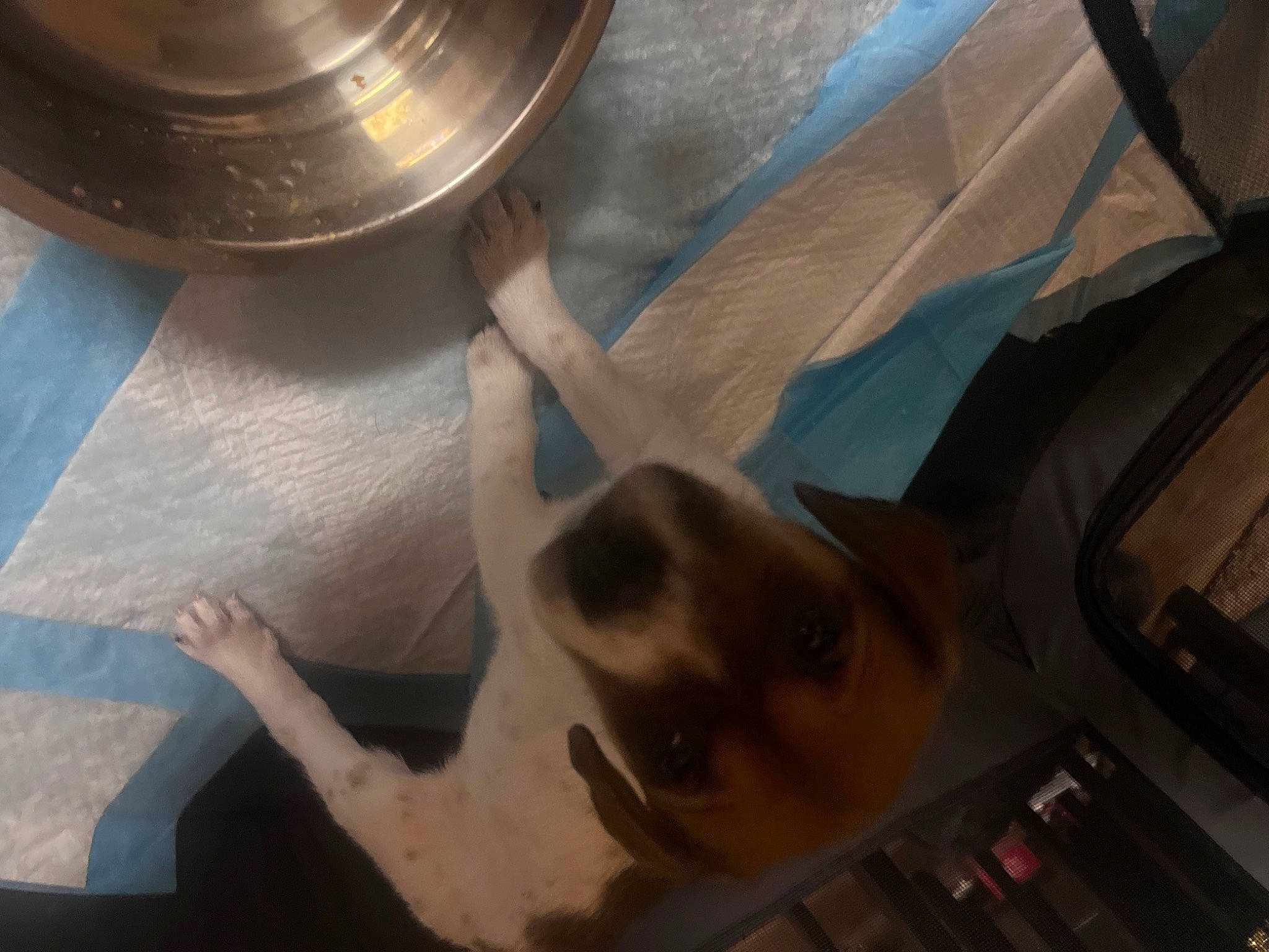 Amara is registered to the contest to win money with this photo: auto_part, canidae, carnivore, circle, companion_dog, dog, dog_breed, fawn, hood, idiophone, machine, metal, snout, sporting_group, tints_and_shades, vehicle_door, whiskers, windshield, wood, working_animal