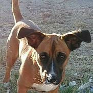 Little Man is registered to the contest to win money with this photo: dog, outdoor, grass, dirt, tail_up, ears_perked, sunlight, shadow, curious, animal, pet, brown_fur, white_paws, snout, feathers, nature, looking, standing, playful, close_up