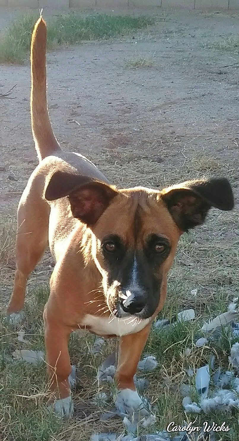 Little Man is registered to the contest to win money with this photo: dog, outdoor, grass, dirt, tail_up, ears_perked, sunlight, shadow, curious, animal, pet, brown_fur, white_paws, snout, feathers, nature, looking, standing, playful, close_up