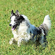 Sisko participe au concours pour gagner de l'argent avec cette photo : dog, animal, outdoor, grass, field, pet, running, happy, playful, black_and_white, fur, canine, nature, summer, sunlight, active, tongue_out, ears_up, motion, daytime
