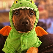 Bori joined the competition — help win amazing prizes! adorable, animal, closeup, clothing, costume, cute, dinosaur, dog, eyes, face, fur, green, indoors, mammal, orange, paws, pet, portrait, puppy, soft_focus