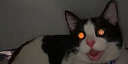 Princesse participe au concours pour gagner de l'argent avec cette photo : cat, black_and_white, animal, pet, indoor, lying_down, glowing_eyes, flash, surprised, mouth_open, whiskers, feline, collar, dark_background, close_up, cute, domestic_animal, fur, night, expression