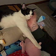 Princesse a rejoint le concours — aidez-le/la à gagner de superbes lots ! cat, black_and_white, stuffed_toys, hand, tattoo, resting, cozy, indoor, soft_toys, pink, blue, polka_dot, animal, pet, sleeping, comfort, paw, bedroom, relaxed, feline