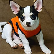 Ziggy joined the competition — help win amazing prizes! puppy, dog, small_dog, black_and_white, orange_sweater, pet, cute, ears, couch, indoor, animal, sitting, young_dog, fur, paw, looking, adorable, companion, domestic_animal, portrait